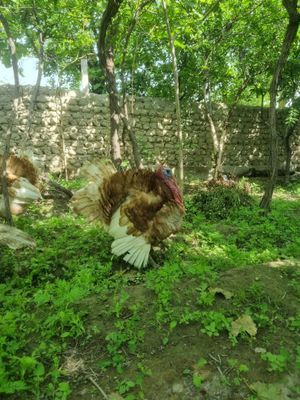 Гули гули бир жуфт донаси 500000 сомдан ками йук