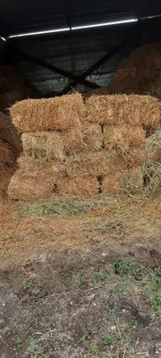 Беда прис сотилади