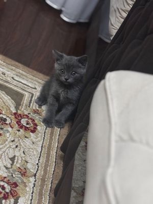 Котёнок скотиш страйт