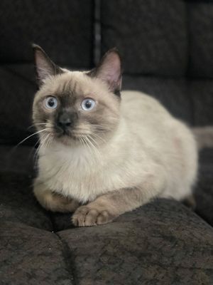 Продаётся породистый котик