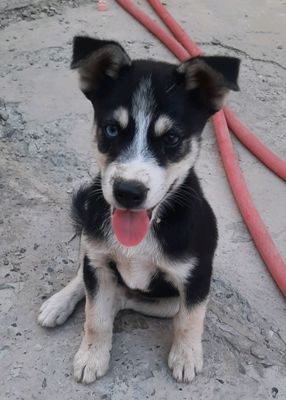 1 oylik parodasi toza XASIKI