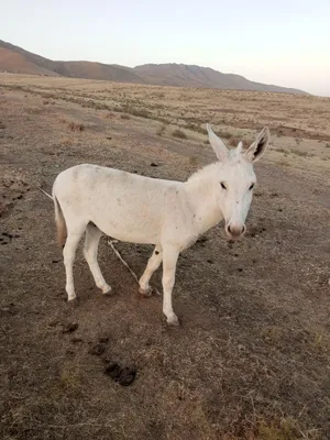 Eshak sotiladi narxi kelishiladi