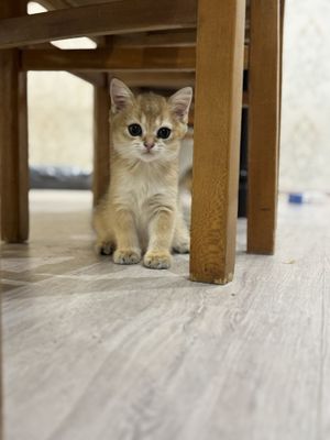 Mushuk bolalari Zalatoy shinshilla strayt