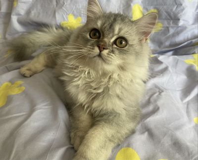Чистокровный шотландский скоттиш страйт