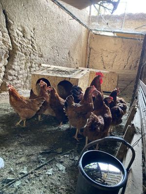 Zori bor hammasidan