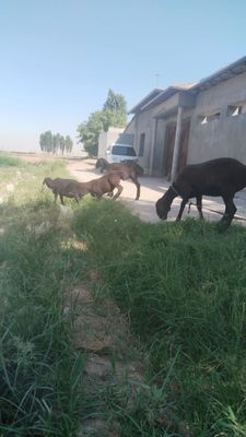 Кузилар срочна сотилади 3 ургочи 1 кучкорча 4 тасини Бир жойда сотаман