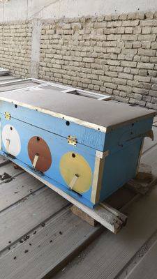 Асалари уяси, 1 та оиласи билан