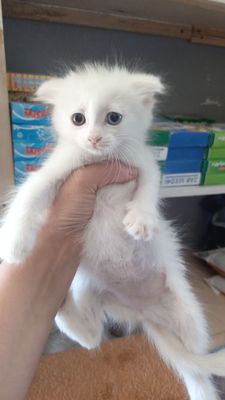 Продается шотландский котята