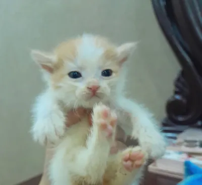 Мушук болалари хадияга !