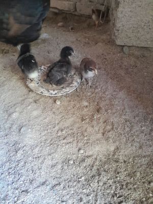 Atovuq va uning 5 dona jo‘jasi