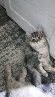 Котенок отдам к добром людям