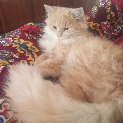 Turetiski Angora Mushuk oʻgʻil bola