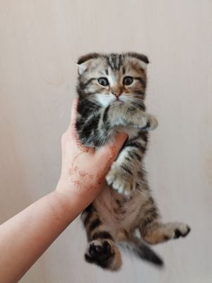 Скоттиш фолд ва страйт