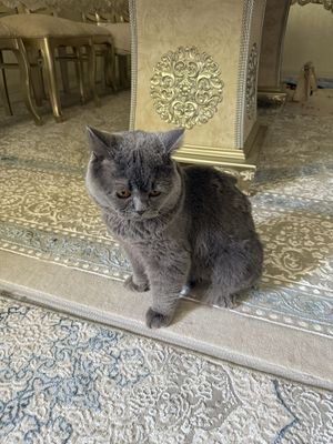 Скоттиш Страйт 1,5 годика