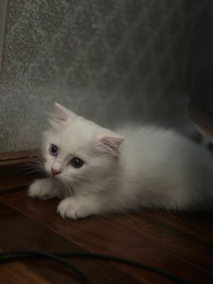 3 oylik oq mushikcha jinsi ayol