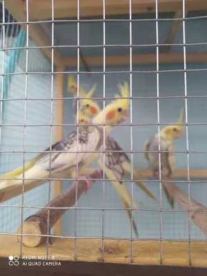 Продам корел