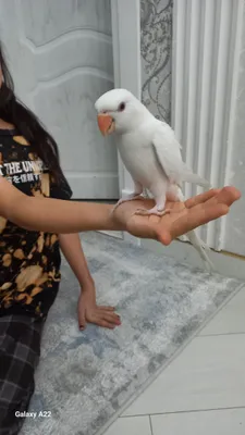 ajerila oq defesit kam uchridigan toti