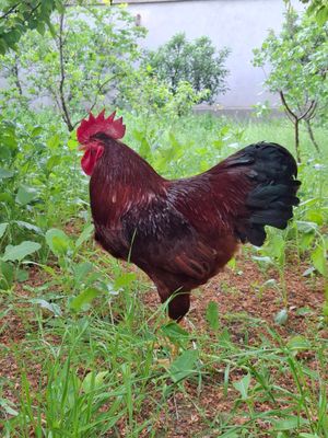 DEKORATIV PARRANDALAR PRIVAZNOY RHODE-ISLAND RED