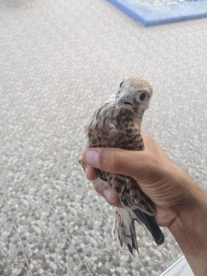 lochin bolasi sotiladi realni oladiganla bulsa aloqaga chiqinglar