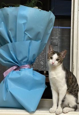 Отдам Бесплатно котёнок