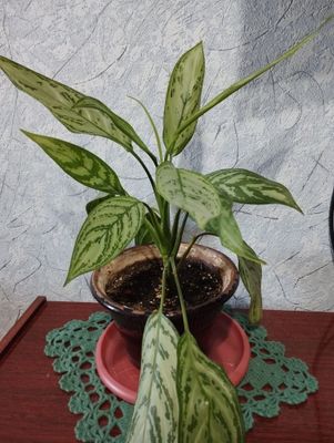 Комнатное растение Аглаонема .