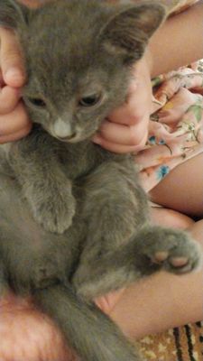 кошка даром