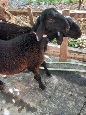 Qo'chqor la sotiladi goshti 35_40kg atrofida