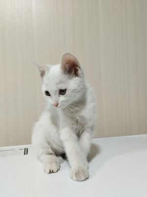 Продаются котята