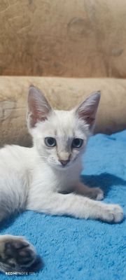 Котёнок девочка.
