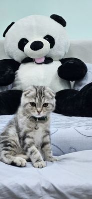 Серебряный шиншилла мальчик
