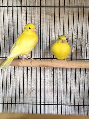 Maladoy kanareyka jojalari sotiladi