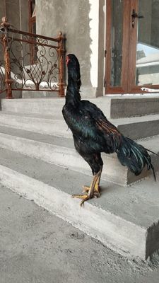 Sotiladi!!! . ..