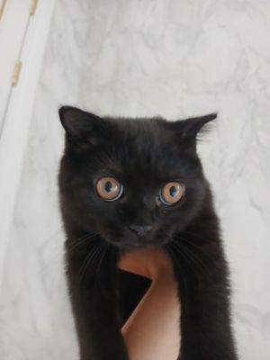 Scottish fold Mushuk sotiladi.