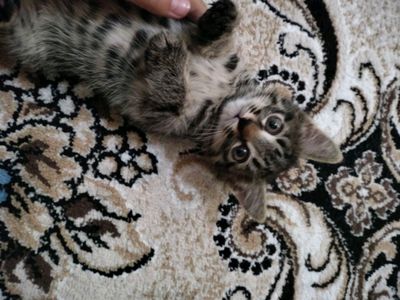 котята три можно брать отдельно