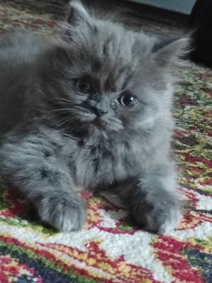 Котенок персидской породы 4 мес.