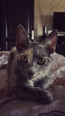 Отдам котенка, дом-когтеточку и миску даром