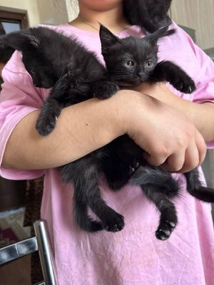 Скоттиш страйт мушукчала