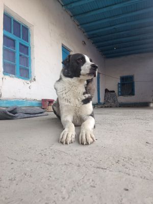Kuchuk sotiladi .