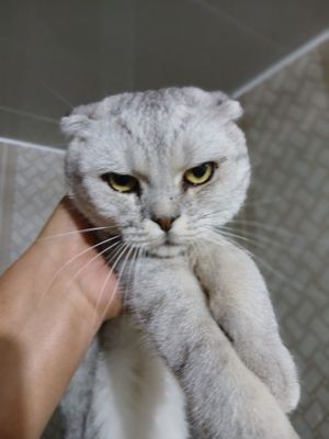 Mushuk sotamiz