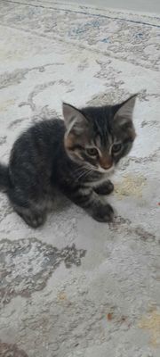 Кошочки красивые