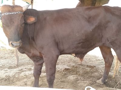 Buqala sotiladi.
