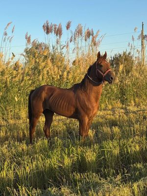 От зотдор нархини келишамиз