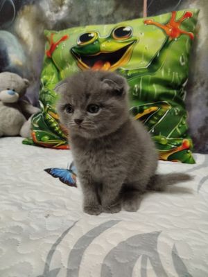 Шотланский вислоухий котенок