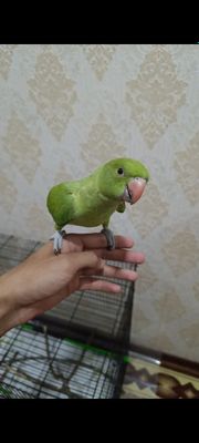 Ожереловый попугай