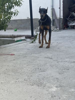 Doberman sotiladi aqili yosh 4 oylik endi buladi