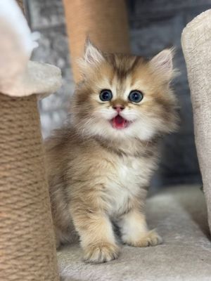 Котенок, мушукча