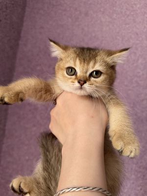 Шотландские котята продаются