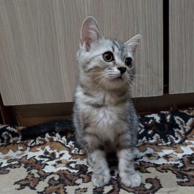 Отдам в хорошие руки котенка Американская короткошёрстная.