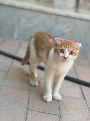 Продам котика скоттиш-фолд