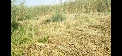 Камиш сотилади, боги катта